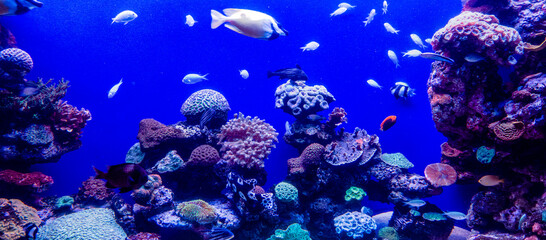 salzwasser aquarium mit hübsch bepflanzten felsen, bunten korallen, viele seeanemonen und verschiedenen fischen mit bluescreen hintergrund