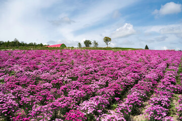 Obraz premium Dianthus at Shikisai no Oka in Biei, Hokkaido