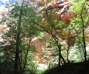 summer in Zion National Park,Utah,USA