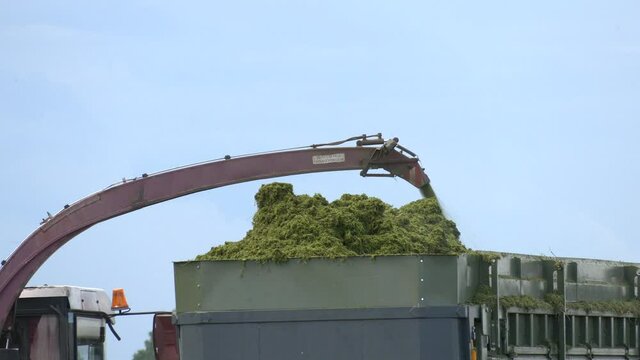 Combine harvesting and loading silage onto a double trailer truck. A self propelled forage harvester harvests hay silage into a silage wagon
