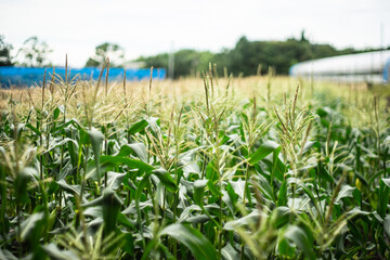 Obraz premium トウモロコシ畑にて