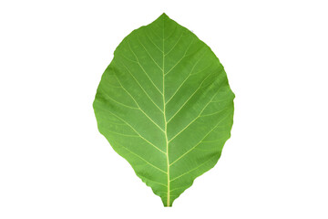 green leaf isolated on white
