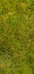 A picture of grass with selected focus