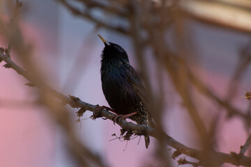 A Starling bird sits on a tree branch