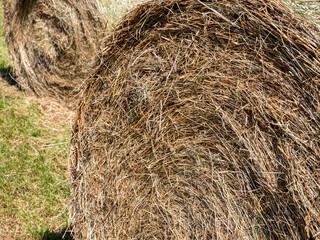 hay bale in the field