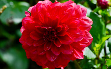 red dahlia flower