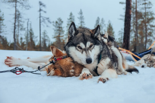 Sleddogs during a break - Schlittenhunde Huskys w&auml;hrend einer Pause