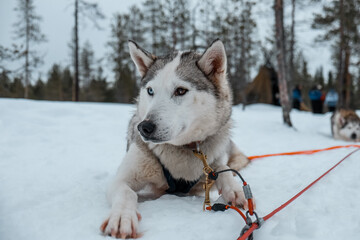 Sleddogs during a break - Schlittenhunde Huskys während einer Pause