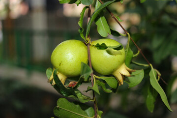 A picture of pomegranate with selected focus