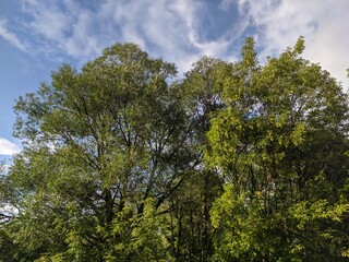 trees and sky