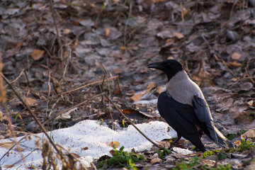 A white crow stands on white snow against a background of old leaves