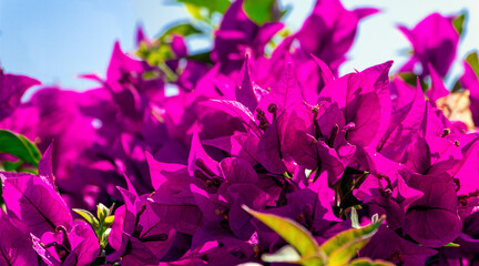 blütenpracht aus bougainvillea drillingsblumen auf mallorca spanien