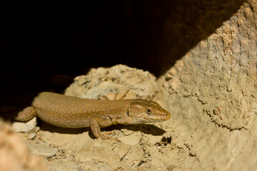 Podarcis liolepis, the Columbretes wall lizard, lizard watching its potential prey