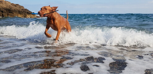dog on the beach