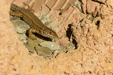 Podarcis liolepis, the Columbretes wall lizard, lizard watching its potential prey