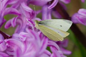 Pieris rapae, white butterfly on lilac flower, Barcelona, Spain