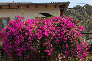 Fototapeta na wymiar Residential house with blooming bush in Port de Soller on Mallorca 
