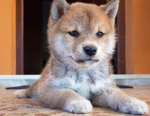 Shiba Inu puppy looks like a little fox