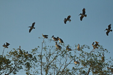 Brown pelicans on a tree at Rio Tarcoles near Tarcoles in Costa Rica, Central America

