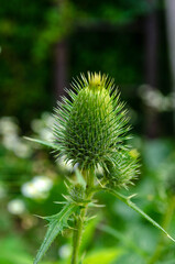 flower of a thistle. Beautiful flowers in the garden. Macro photography. Macro. For postcards.