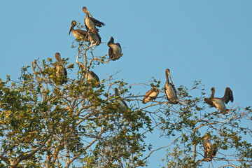 Brown pelicans on a tree at Rio Tarcoles near Tarcoles in Costa Rica, Central America
