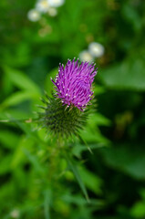 purple thistle flower. Beautiful flowers in the garden. Macro photography. Macro. For postcards.