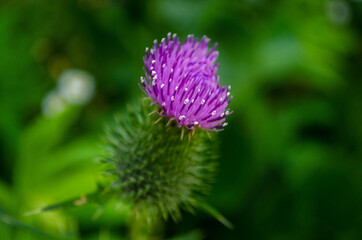 Fototapeta premium purple thistle flower. Beautiful flowers in the garden. Macro photography. Macro. For postcards.