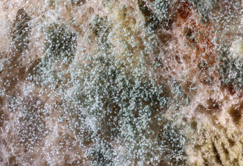 Mold on slices of bread - microscopic photo