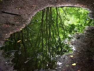 Vlies Fototapete Reflection rain in the forest - a tree reflected in a puddle