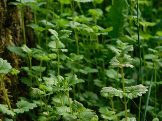 fresh herbs in the garden