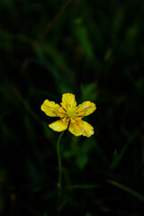 yellow flower on green background