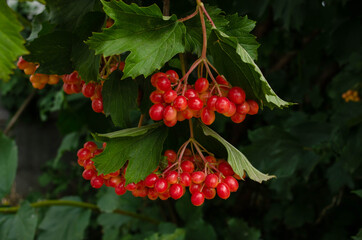 red currant bush. Macro photography. Macro. For postcards.