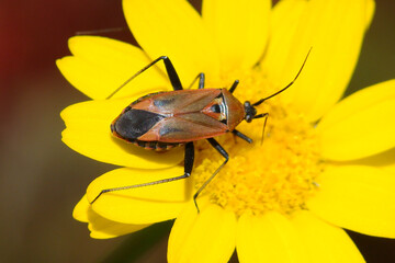 Jumping Tree Bug (Calocoris nemoralis)