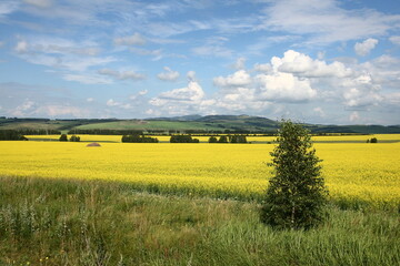 Yellow rapeseed field with trees in the background