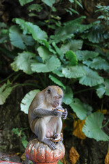Batu Caves, Kuala Lumpur/ Malaysia - 17 January , 2020 Macaque (Macaca fascicularis) monkey
