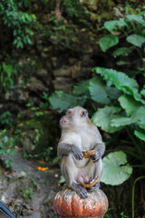 Batu Caves, Kuala Lumpur/ Malaysia - 17 January , 2020 Macaque (Macaca fascicularis) monkey