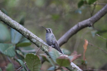 Colibrí en el bosque (Hummingbird in the forest)