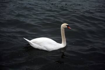 Swan