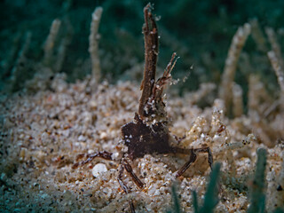 Deorator spider crab, Dekorier-Spinnenkrabbe
