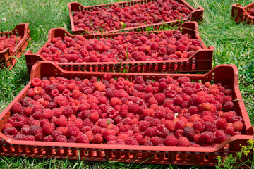 Crop of delicious red raspberry berries from Kopaonik in Serbia