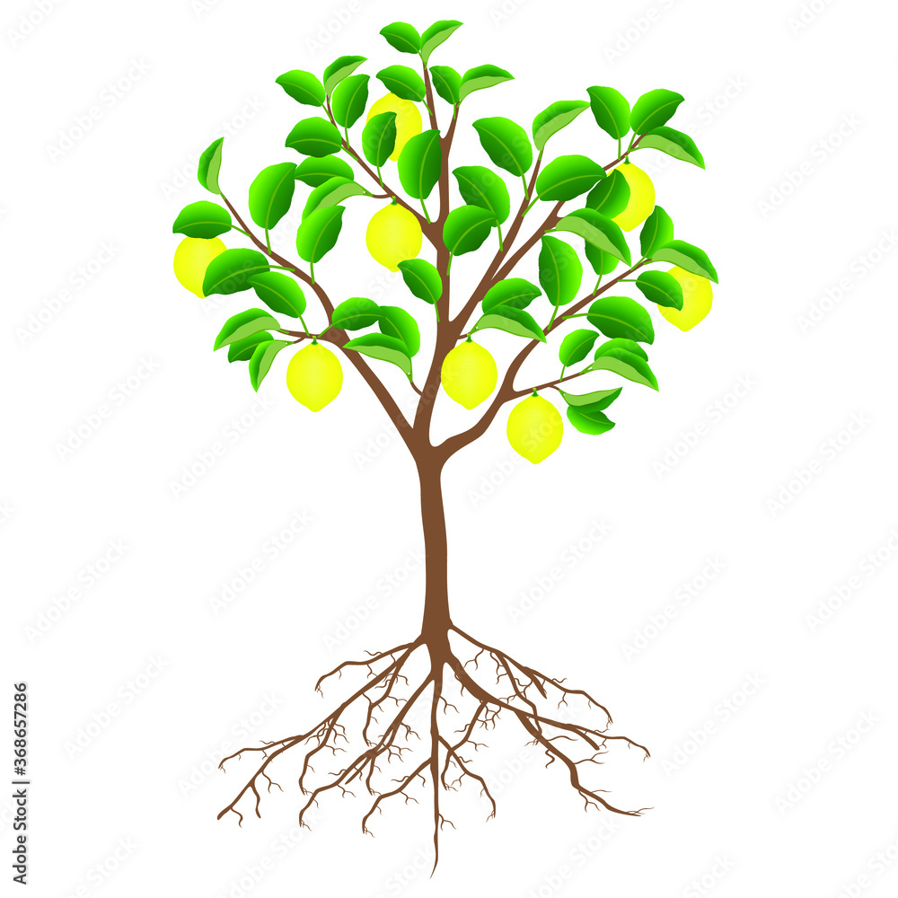 Wall mural lemon tree with fruits and roots on a white background.