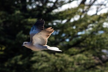 dove flting through pines in summer