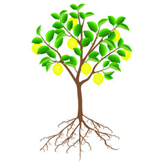 Obraz premium Lemon tree with fruits and roots on a white background.