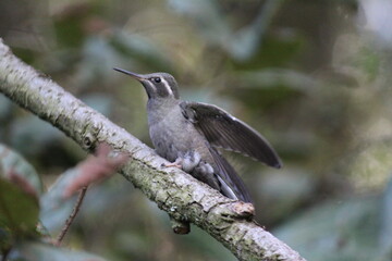 Colibrí en el bosque (Hummingbird in the forest)