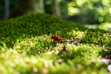 foglia secca su muschio