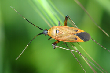 Jumping Tree Bug (Calocoris nemoralis)