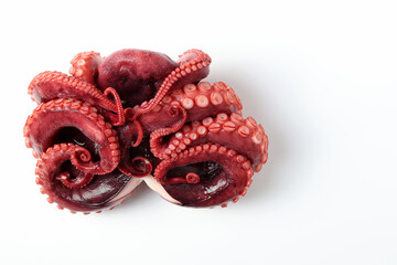 Octopus vulgaris isolated from white background