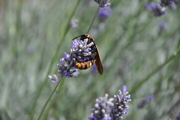 Macro of European hornet Vespa crabro on lavender flower.European hornet on lavender, island Losinj, Croatia
