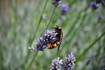 Fototapeta premium European hornet on lavender, island Losinj, Croatia. Macro of European hornet Vespa crabro on lavender flower