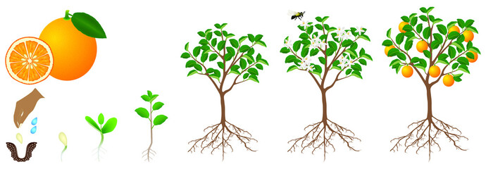 The growth cycle of an orange plant is isolated on a white background.